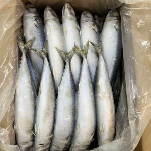 Frozen mackerel 10kg box