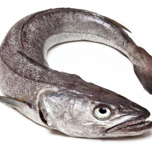Hake fish