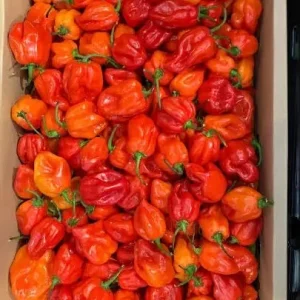 Hot Ugandan Pepper box