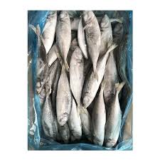 Mackerel 10kg box